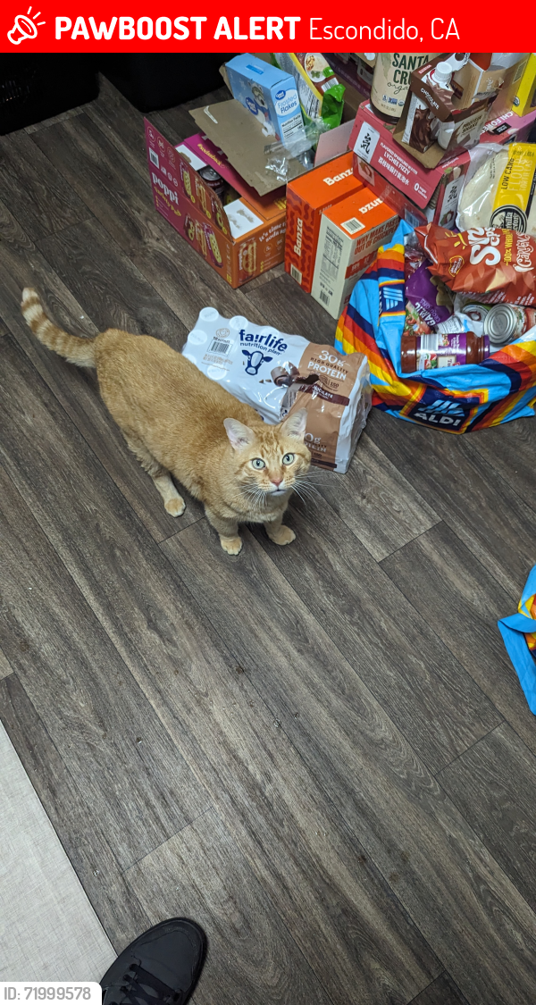 Lost Male Cat last seen Grand Ave and Rose Street, Escondido, CA 92027