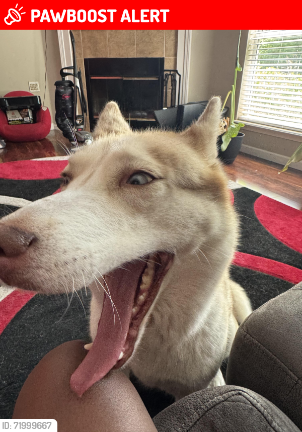 Lost Female Dog last seen Deer view lane, Oakleaf Plantation, FL 32065