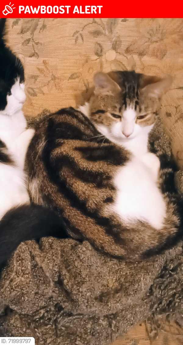 Lost Female Cat last seen East lane north Wembley, Greater London, England HA0
