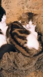 Lost Female Cat last seen East lane north Wembley , Greater London, England HA0