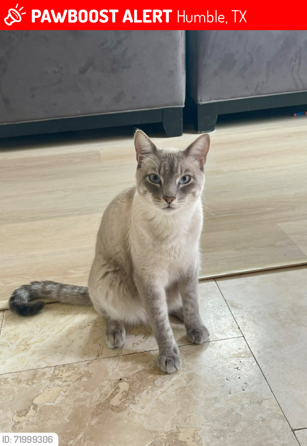 Lost Male Cat last seen Fall Creek , Humble, TX 77396