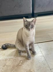 Lost Male Cat last seen Fall Creek , Humble, TX 77396