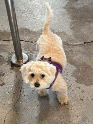 Lost Male Dog last seen Minooka Road, Morris, IL 60450