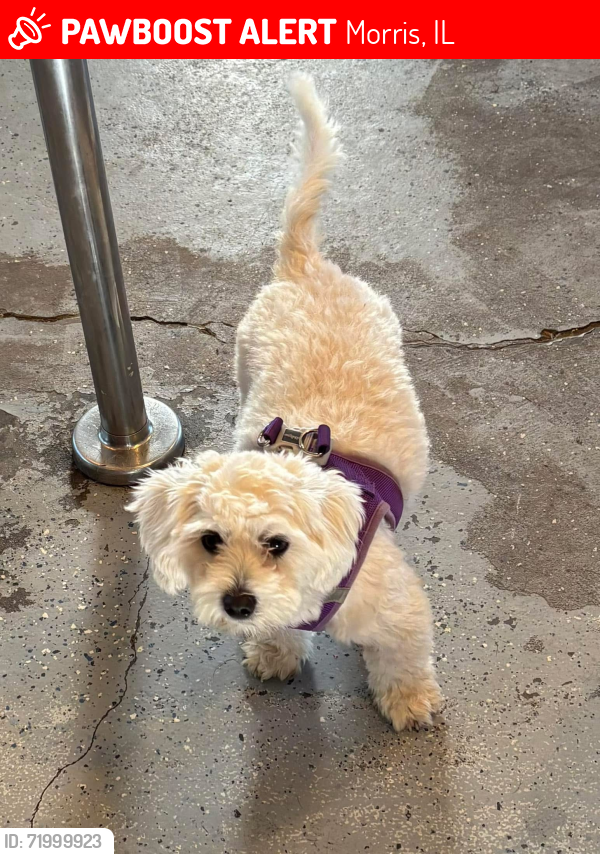 Lost Male Dog last seen Minooka Road, Morris, IL 60450