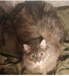 Lost Female Cat last seen Myers Lake and 9 Mile, Rockford, MI 49341