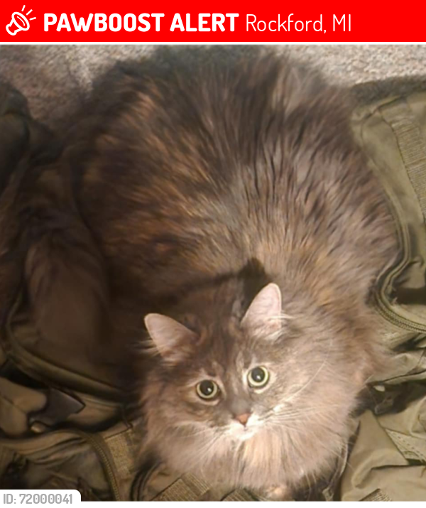 Lost Female Cat last seen Myers Lake and 9 Mile, Rockford, MI 49341