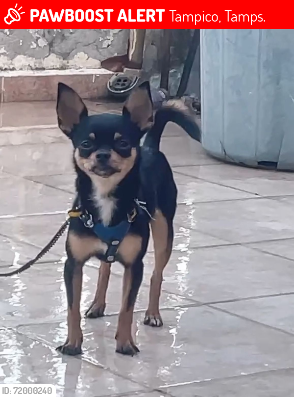 Lost Male Dog last seen por el Chedraui andonegui , Tampico, Tamps. 89490