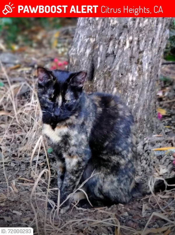 Lost Female Cat last seen Antelope and Orange Drive, Citrus Heights, CA 95610
