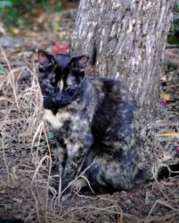 Lost Female Cat last seen Antelope and Orange Drive, Citrus Heights, CA 95610