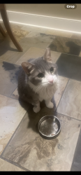 Lost Male Cat last seen Leeds & Abington & Asbury, Upper Arlington, OH 43221