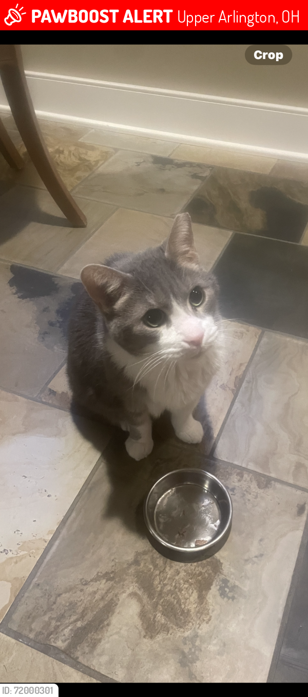 Lost Male Cat last seen Leeds & Abington & Asbury, Upper Arlington, OH 43221