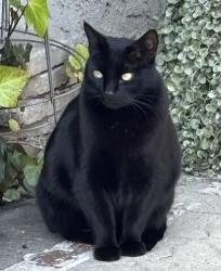 Lost Male Cat last seen Chester and Myrtle St., Glendale, CA 91203
