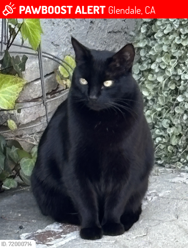 Lost Male Cat last seen Chester and Myrtle St., Glendale, CA 91203