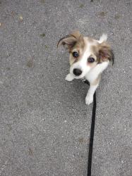 Lost Female Dog last seen US 41 brooksville, Brooksville, FL 34605