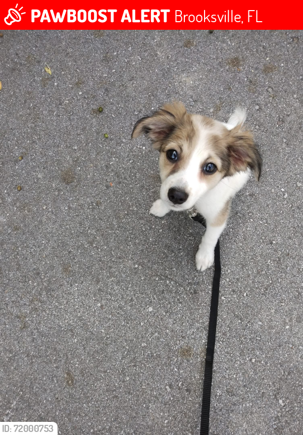 Lost Female Dog last seen US 41 brooksville, Brooksville, FL 34605