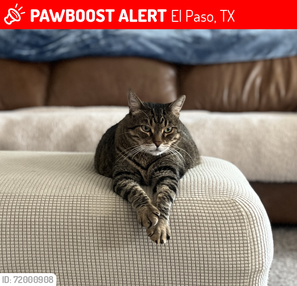Lost Male Cat last seen Near Tim Foster St , El Paso, TX 79938