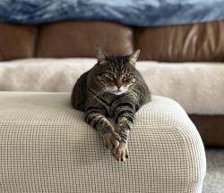 Lost Male Cat last seen Near Tim Foster St , El Paso, TX 79938