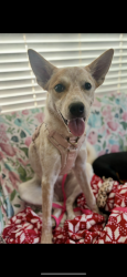 Lost Female Dog last seen Moffat Crossroads church , Manteca, CA 95336