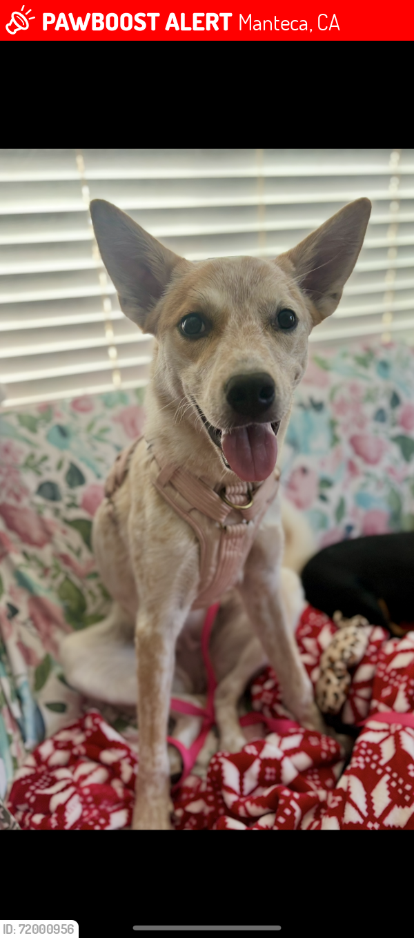 Lost Female Dog last seen Moffat Crossroads church , Manteca, CA 95336