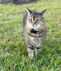 Lost Male Cat last seen Brightwater Drive in Bayside Lake - Lake Forest neighborhood , Palm Bay, FL 32909