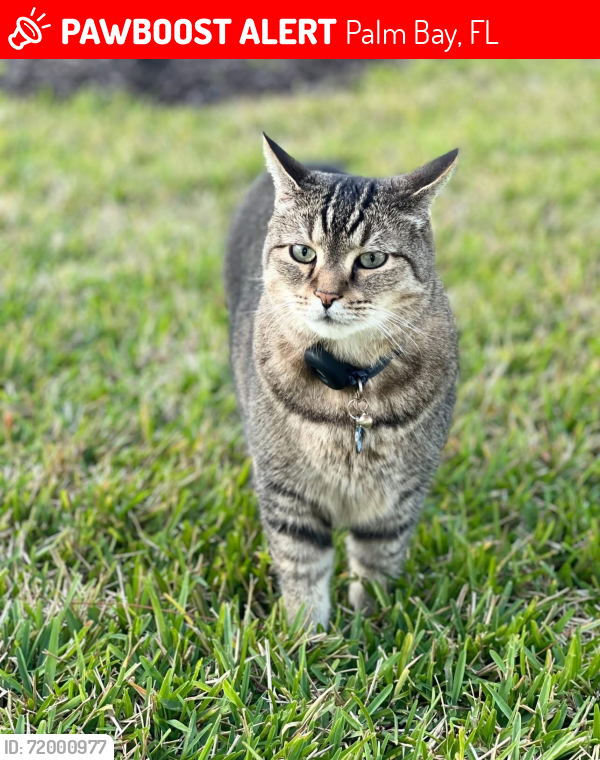 Lost Male Cat last seen Brightwater Drive in Bayside Lake - Lake Forest neighborhood , Palm Bay, FL 32909
