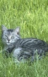 Lost Male Cat last seen Florida Ave between Orchard and Highway 55, Caldwell, ID 83607
