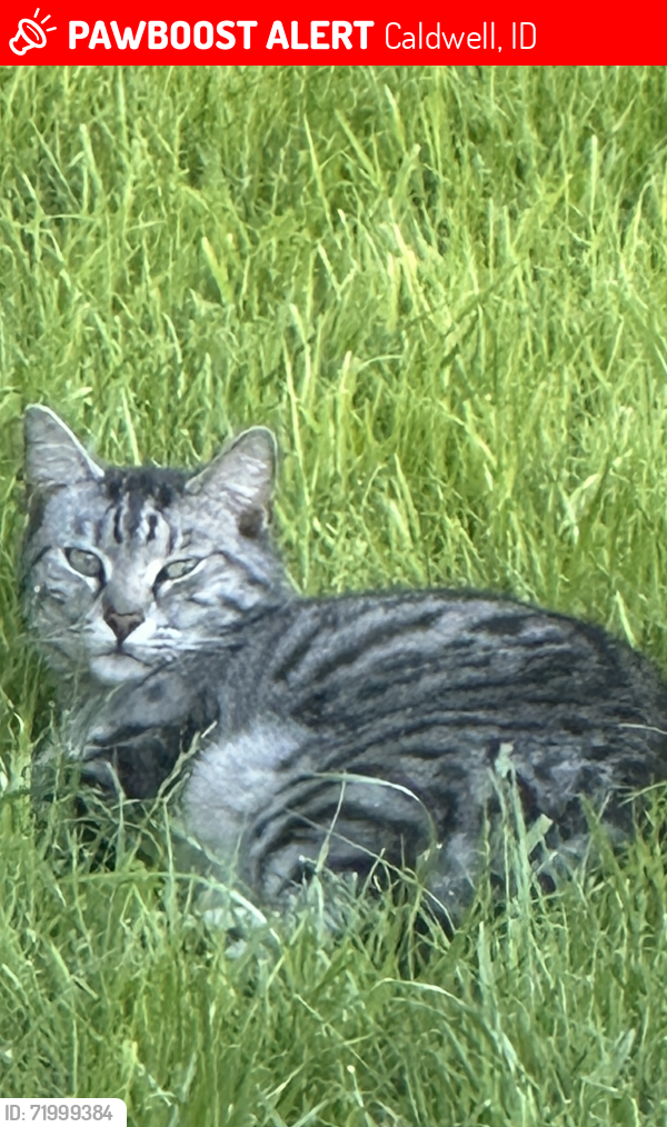 Lost Male Cat last seen Florida Ave between Orchard and Highway 55, Caldwell, ID 83607
