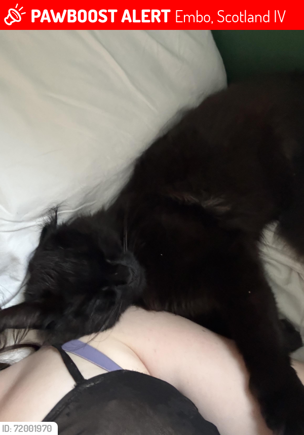 Lost Male Cat last seen Old school, Embo, Scotland IV25
