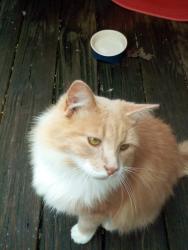 Lost Male Cat last seen Wilson Ave/Buena Rd , Martinsville, VA 24112