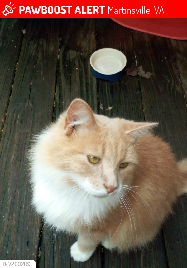 Lost Male Cat last seen Wilson Ave/Buena Rd , Martinsville, VA 24112