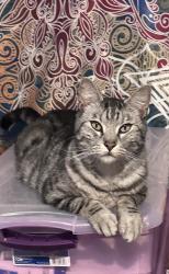 Lost Male Cat last seen Highway 55 in Orchard, Caldwell, ID 83605
