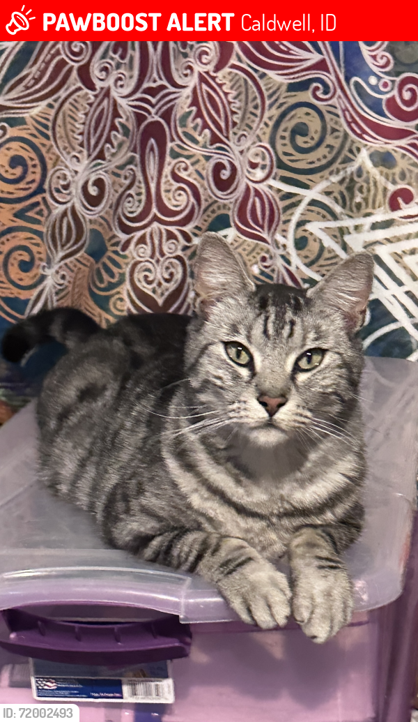 Lost Male Cat last seen Highway 55 in Orchard, Caldwell, ID 83605