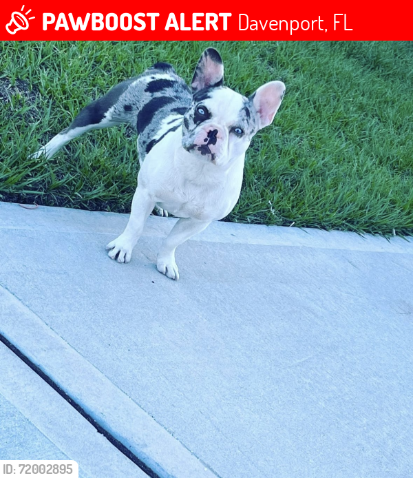 Lost Female Dog last seen Davenport fl, Davenport, FL 33836