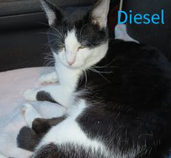 Lost Male Cat last seen Colony cats: stolen by Mona Mckinniss, Dublin, OH 43017