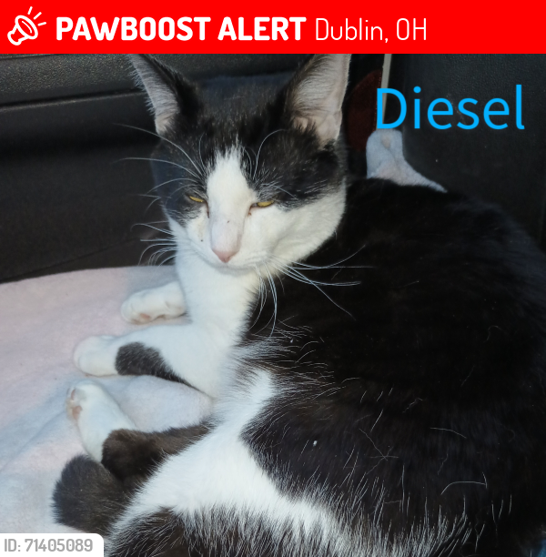 Lost Male Cat last seen Colony cats: stolen by Mona Mckinniss, Dublin, OH 43017