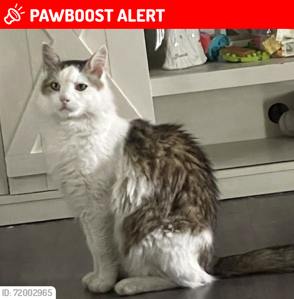 Lost Male Cat last seen Neighborhood across from Menz Restaurant, Middle Township, NJ 08242