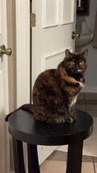 Lost Female Cat last seen Beaver and Poyneer Road, Nassau, NY 12123