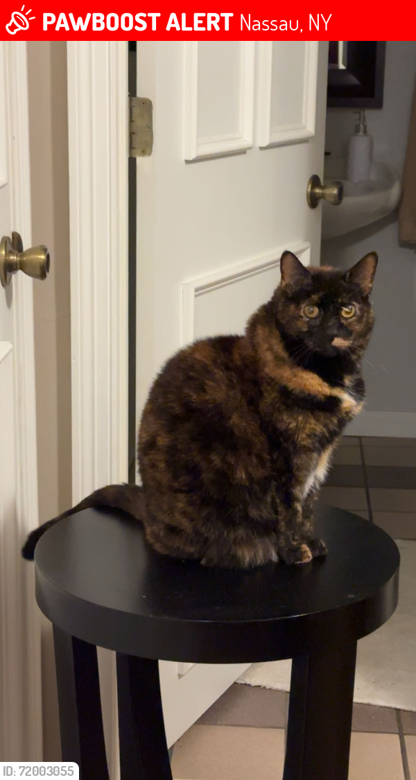 Lost Female Cat last seen Beaver and Poyneer Road, Nassau, NY 12123