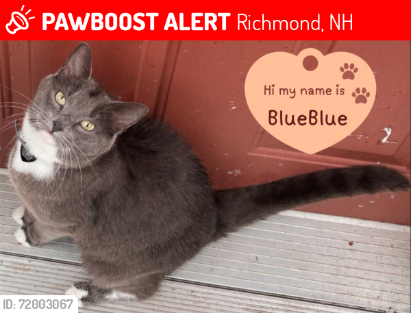 Lost Female Cat last seen Near Fitzwilliam Rd, Route 119W, Richmond, NH 03470