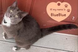 Lost Female Cat last seen Near Fitzwilliam Rd, Route 119W, Richmond, NH 03470