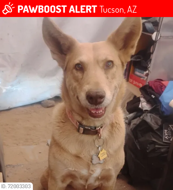 Lost Female Dog last seen Palo Verde And I-10 Tucson AZ 85706, Tucson, AZ 85706
