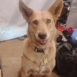 Lost Female Dog last seen Palo Verde And I-10 Tucson AZ 85706, Tucson, AZ 85706