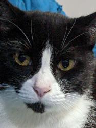 Lost Female Cat last seen Mansfield State High School, Wishart, QLD 4122