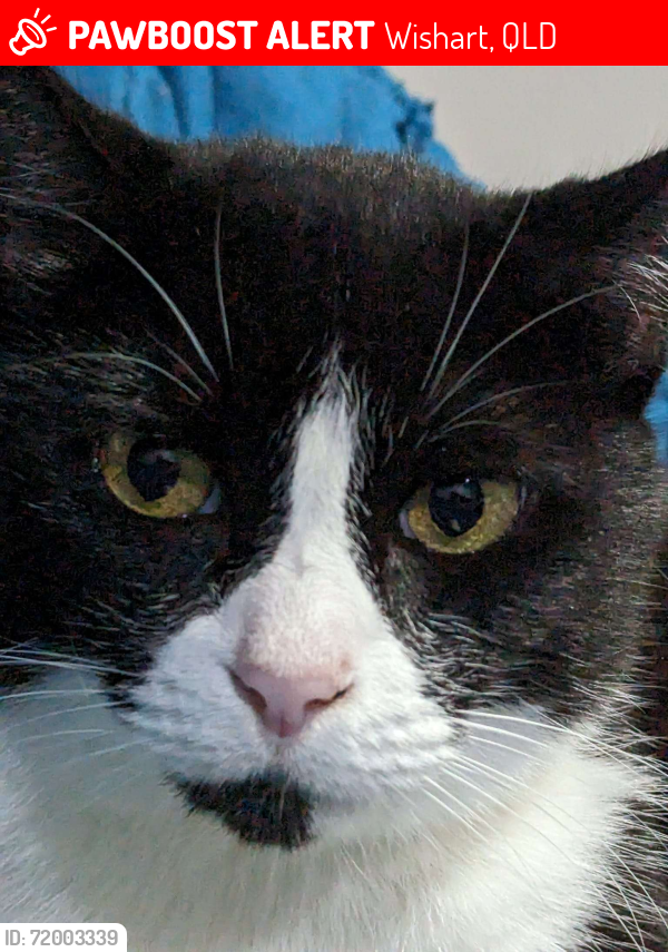 Lost Female Cat last seen Mansfield State High School, Wishart, QLD 4122