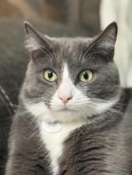 Lost Male Cat last seen Rosevelt st, Yonkers, NY 10701