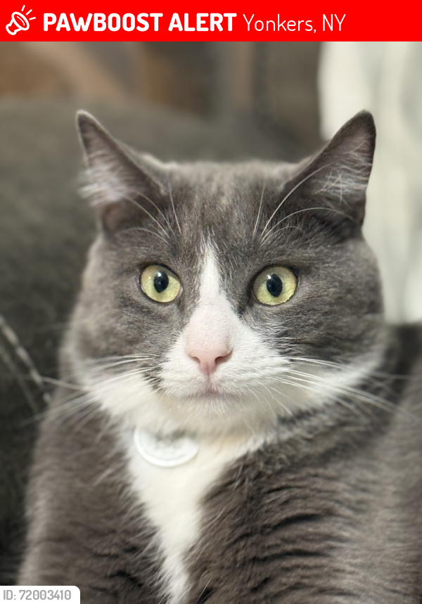 Lost Male Cat last seen Rosevelt st, Yonkers, NY 10701