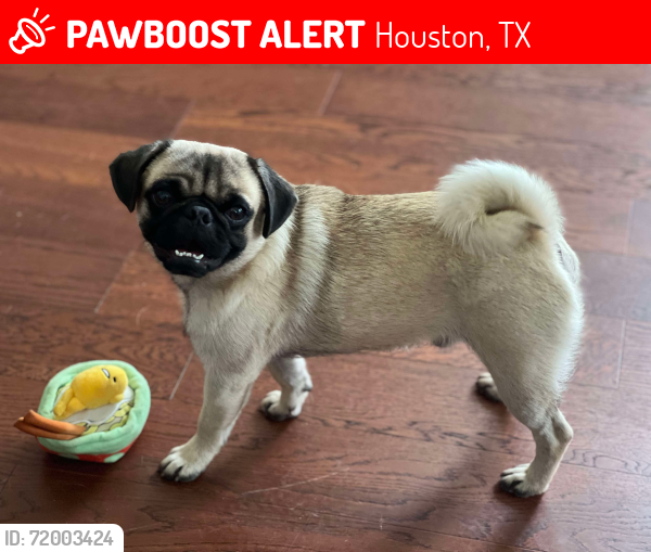 Lost Male Dog last seen Egypt and malvern, Houston, TX 77009