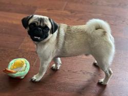Lost Male Dog last seen Egypt and malvern, Houston, TX 77009