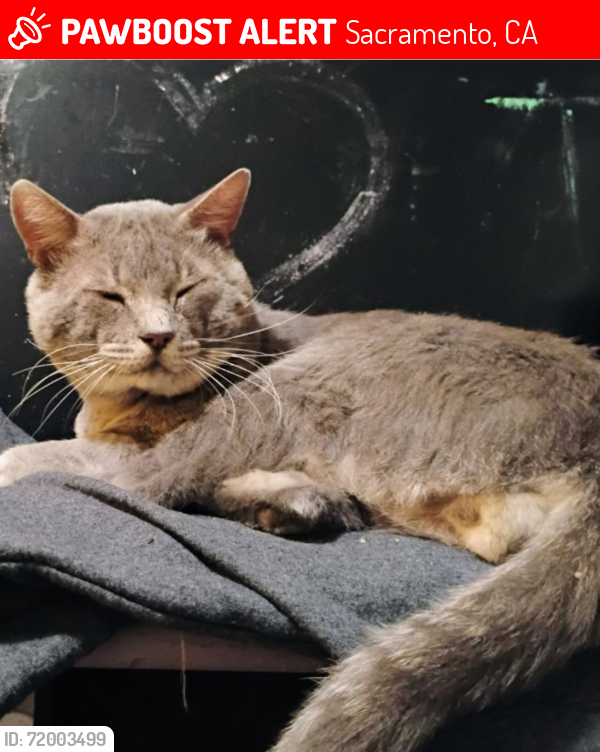 Lost Male Cat last seen 34th St. & 24 Ave., Sacramento, CA 95820