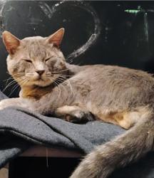Lost Male Cat last seen 34th St. & 24 Ave., Sacramento, CA 95820